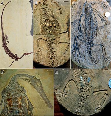 Was Mesosaurus a Fully Aquatic Reptile?